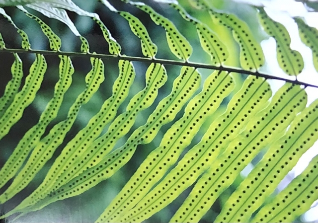 理科 イヌワラビ