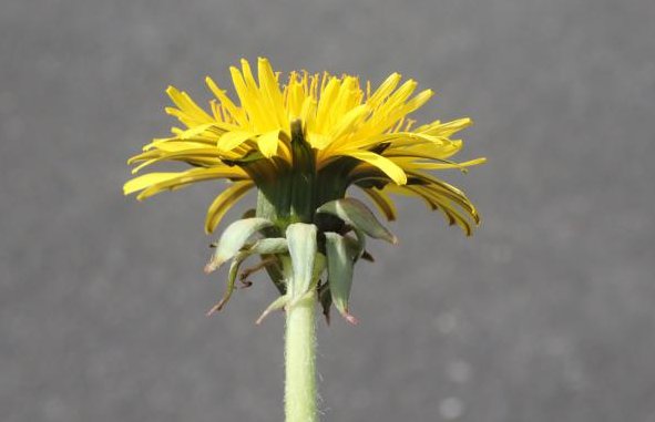 タンポポの花１