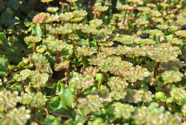理科 ゼニゴケ
